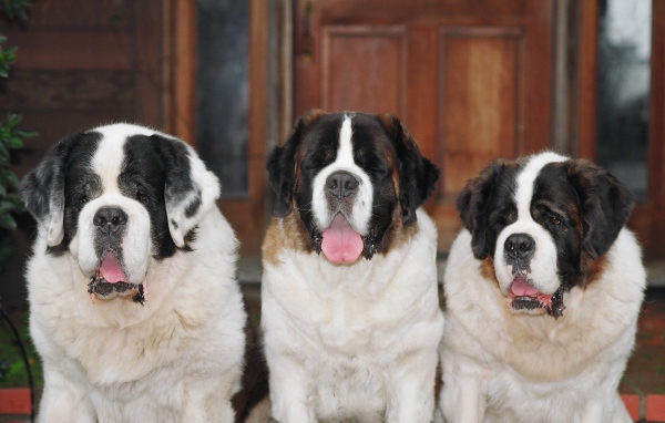 Три больших сенбернара