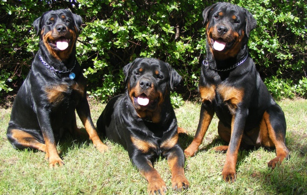 Три друга ротвейлера