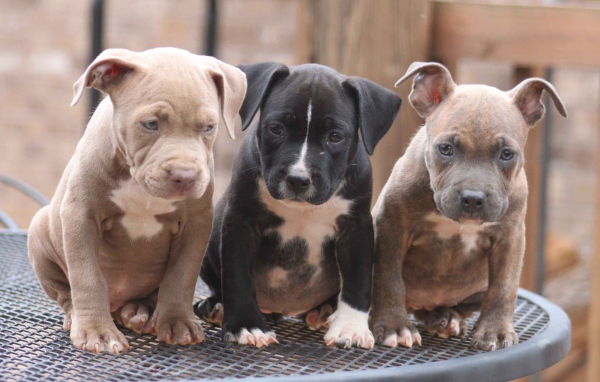 Три щенка питбуля