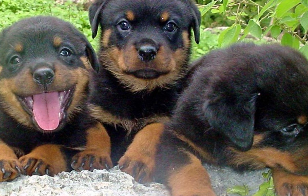 Три щенка ротвейлера