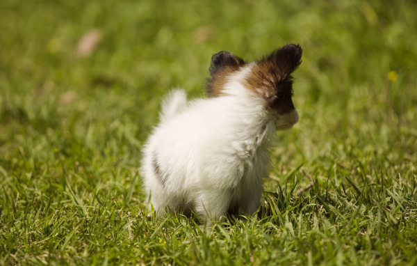 Крошечный японский хин