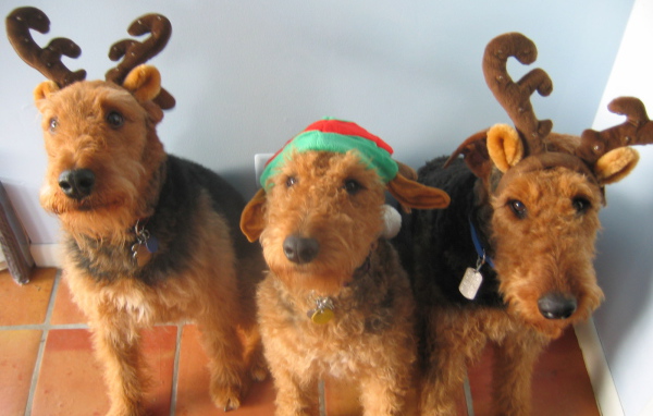 Тройка рождественских эрдельтерьеров