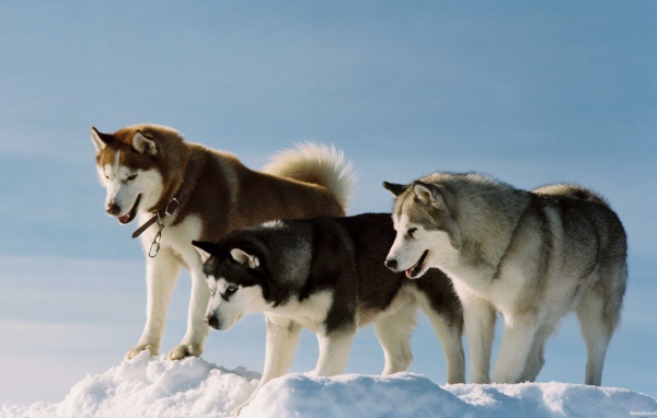 Тройка лаек на холме