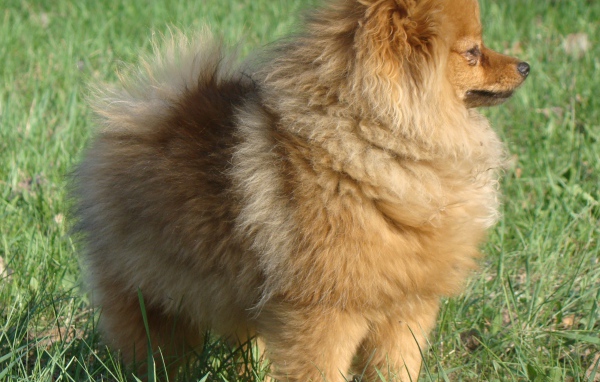 Упитанный шпиц на траве