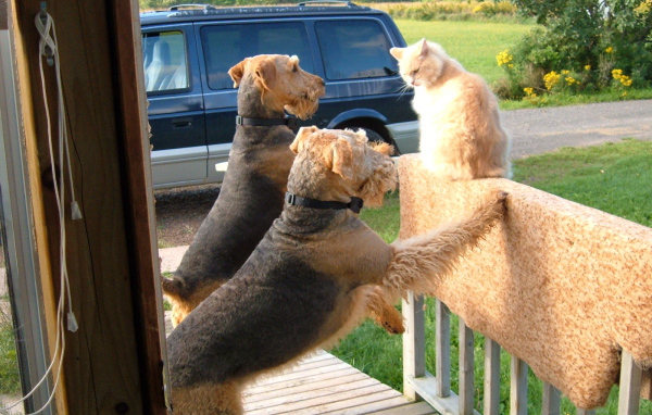 Два эрдельтерьера пристают к коту