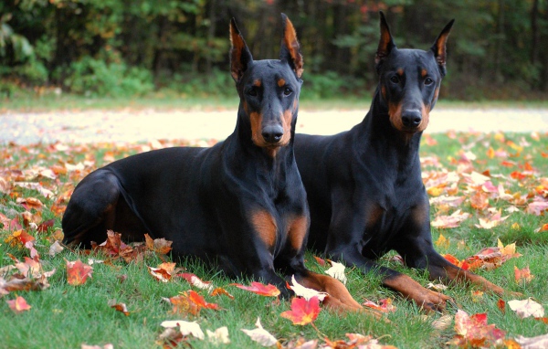 Два добермана в осеннем парке