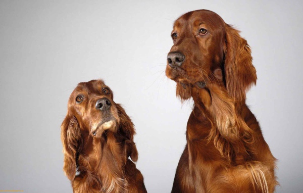 Два английских кокер спаниеля