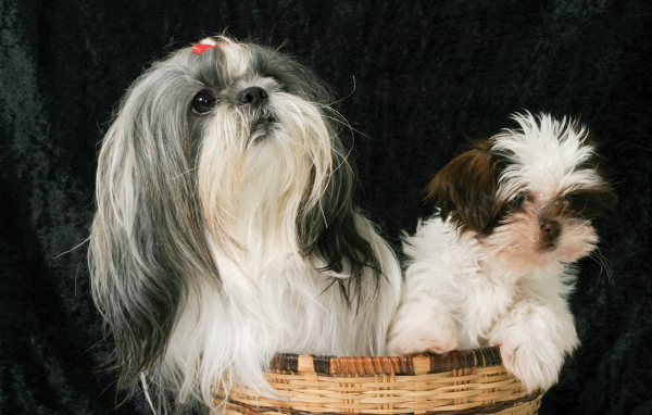 Два шитцу в корзине