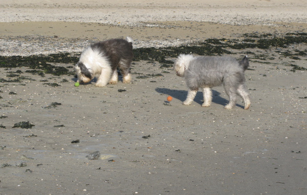 Два бобтейла на пляже