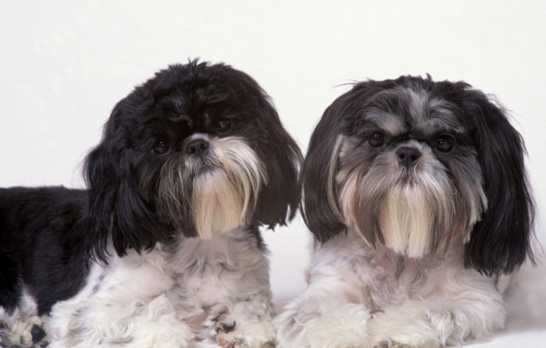 Два подстриженных шитцу