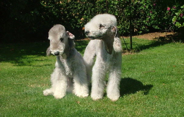 Две милых собачки бедлингтон терьер