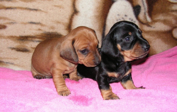 Два щенка таксы