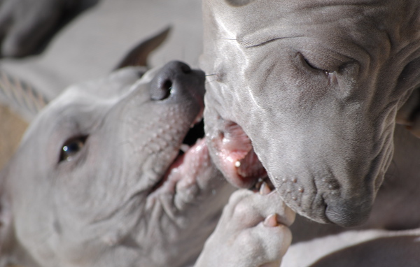 Две собаки тайский риджбек