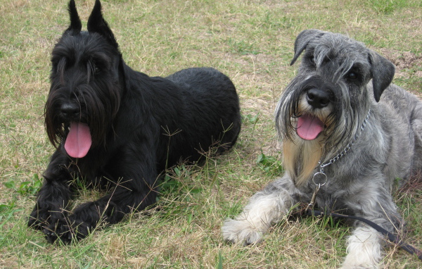 Две собаки шнауцера