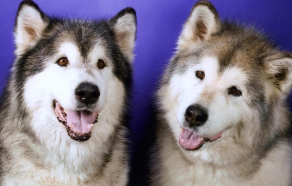 Две забавных лайки