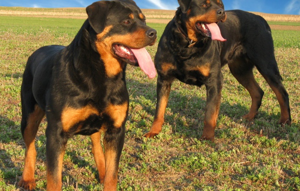 Два больших ротвейлера