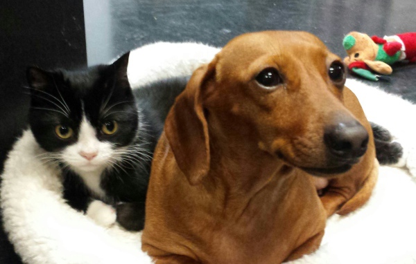 Два друга такса и кот