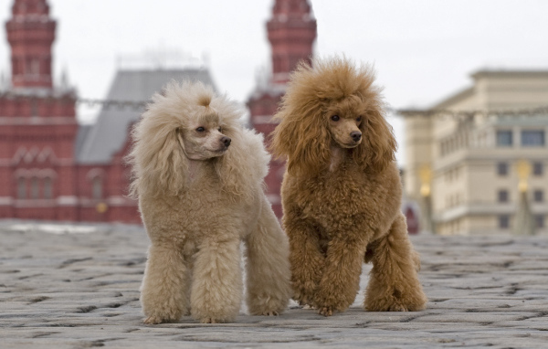 Два пуделя на Красной площади