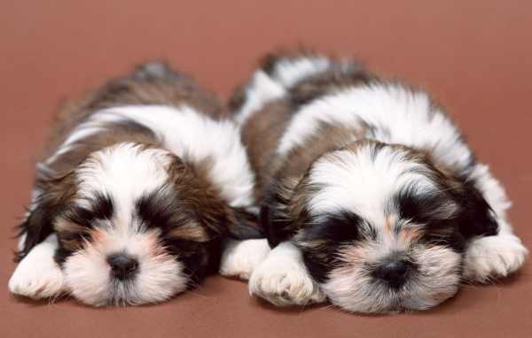 Два щенка шитцу спят