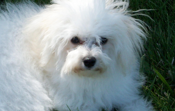 Недружелюбный взгляд болонки