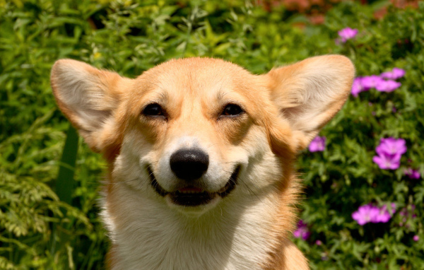 Улыбающаяся вельш-корги