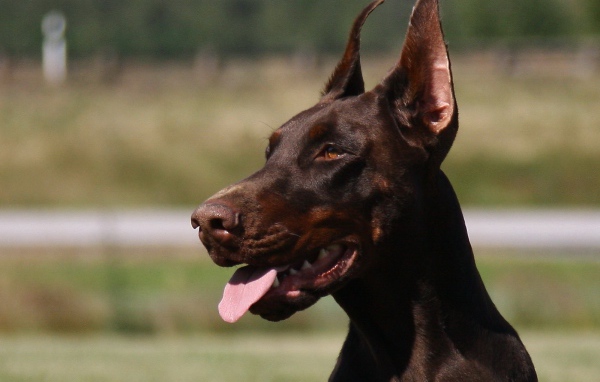 Красивый доберман
