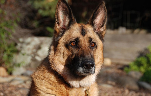 Взгляд немецкой овчарки