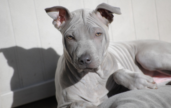 Взгляд тайского риджбека