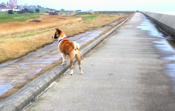 Прогулка американской акиты у моря