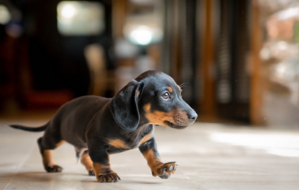 Прогулочный шаг таксы