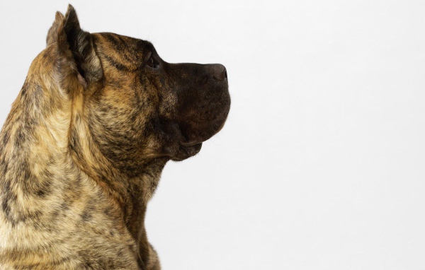 Обои с американским стаффордширским терьером