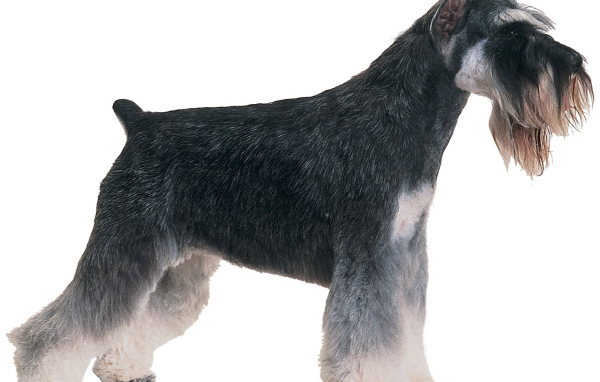 Обои с собакой шнауцером