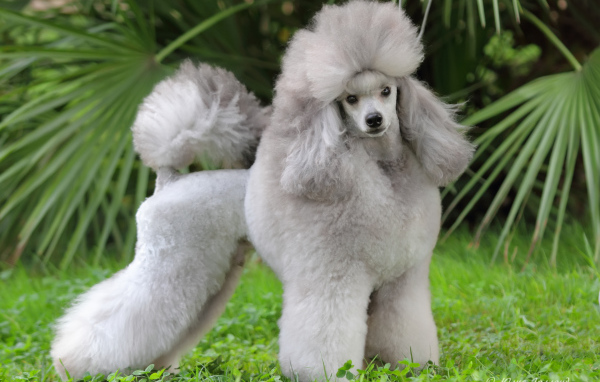 Ухоженный серый пудель