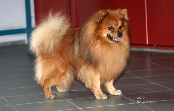 Ухоженный немецкий шпиц