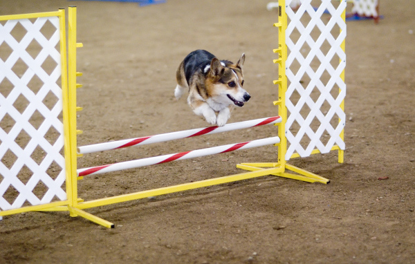 Вельш-корги спортсмен