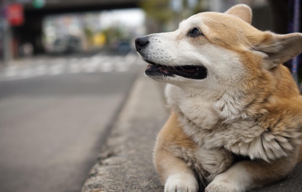 Вельш-корги лежит на улице