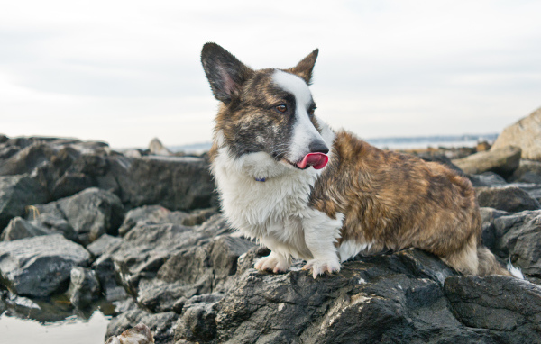 Вельш-корги на скалах