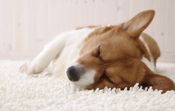 Вельш-корги спит на ковре