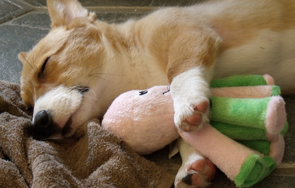 Вельш-корги спит с игрушкой