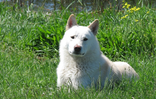 Западно сибирская лайка на траве