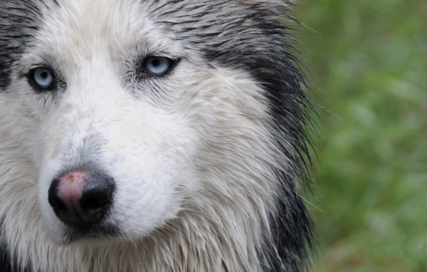 Мокрая собака лайка