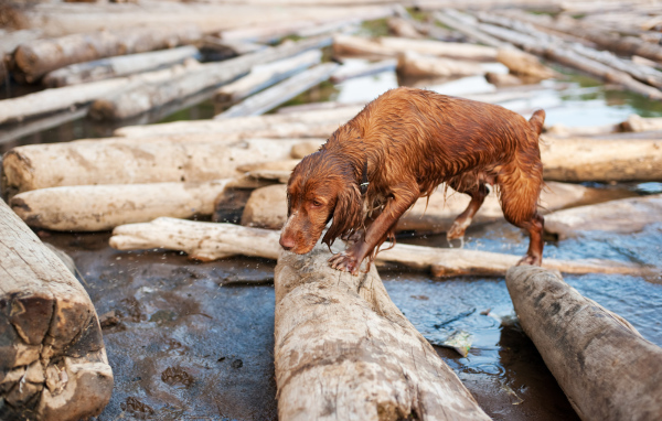 Мокрый спаниель на бревнах