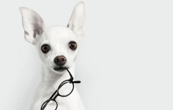 Белая чихуахуа с очками