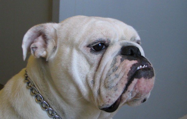 Белый английский бульдог