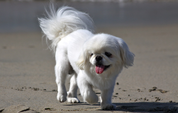Белый пекинес на пляже
