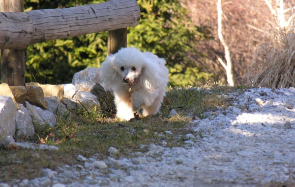Белый пудель у забора