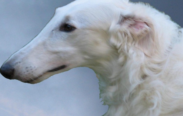 Белая русская борзая собака