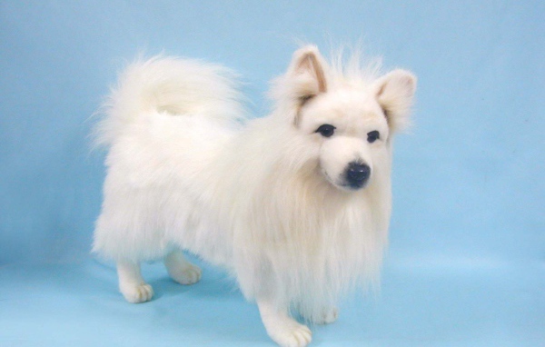 Белый шпиц на голубом фоне