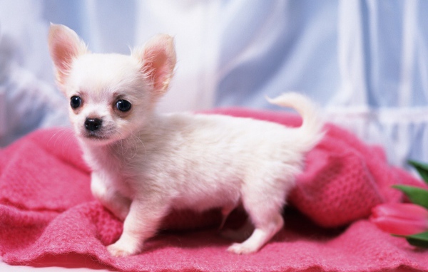 Щенок белой чихуахуа на подстилке