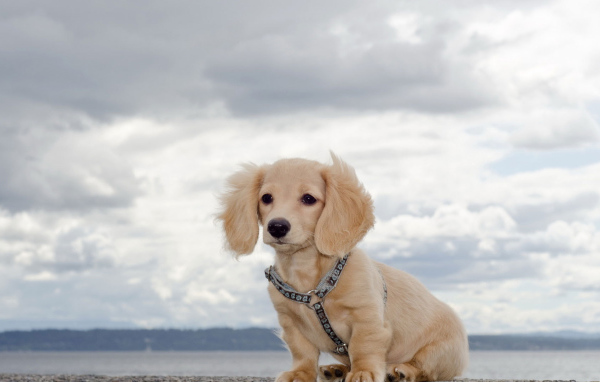 Белая такса на природе